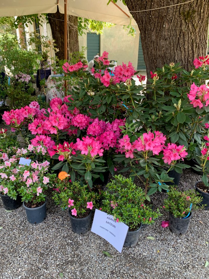 Florence Flower Festival 2019