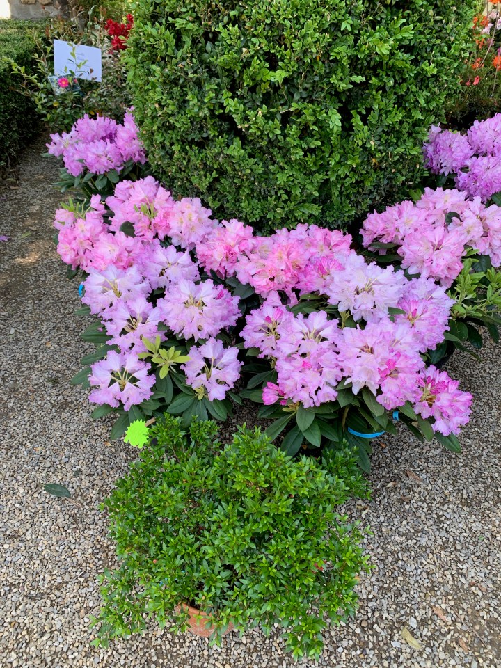 Florence Flower Festival 2019