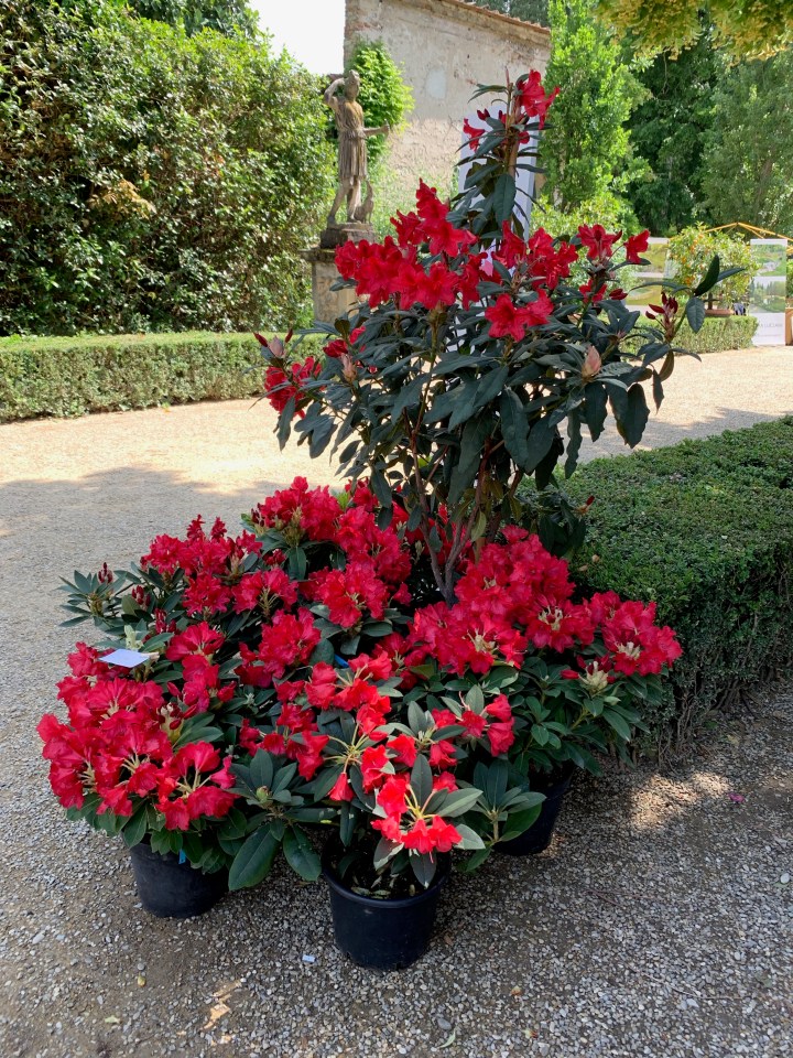 Florence Flower Festival 2019