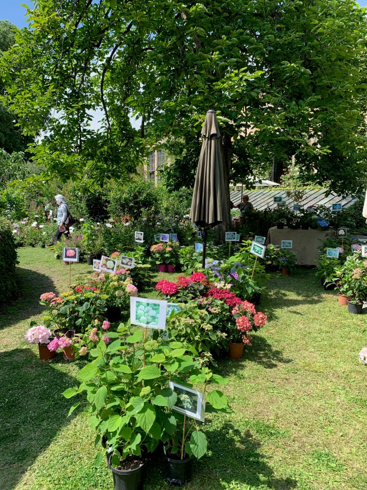 Florence Flower Festival 2019