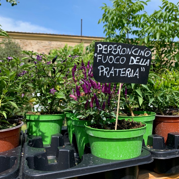 Florence Flower Festival 2019