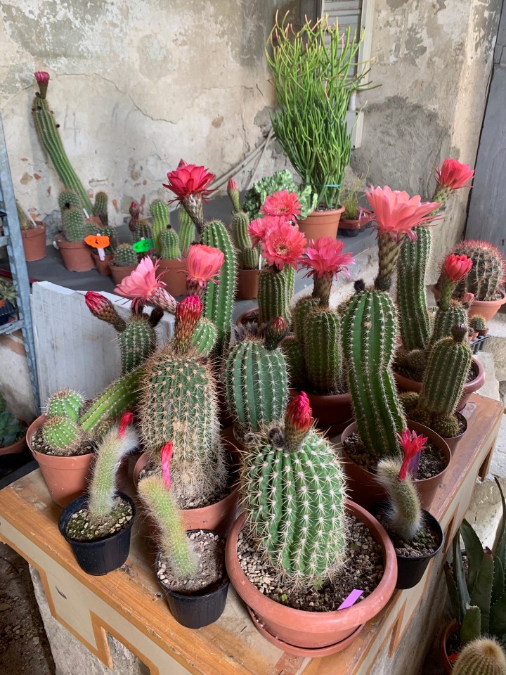 Florence Flower Festival 2019