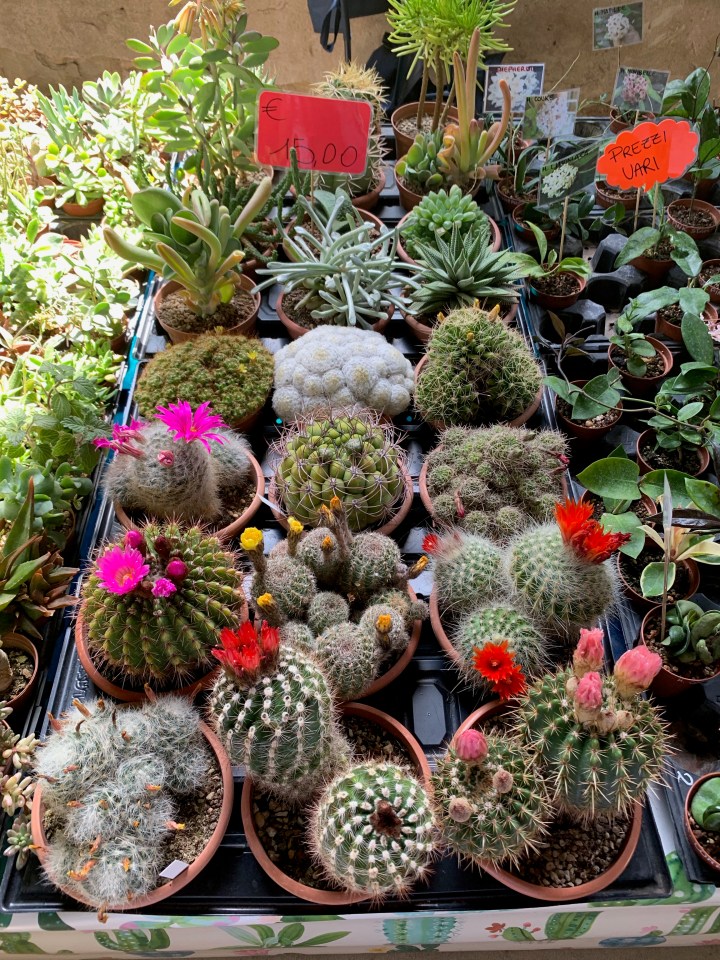 Florence Flower Festival 2019