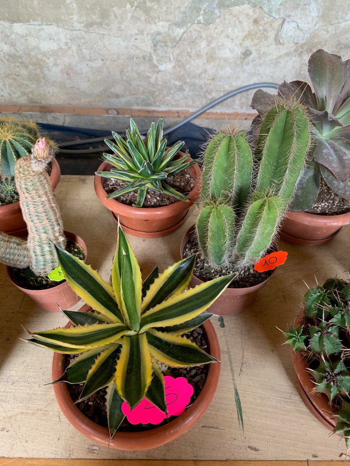 Florence Flower Festival 2019