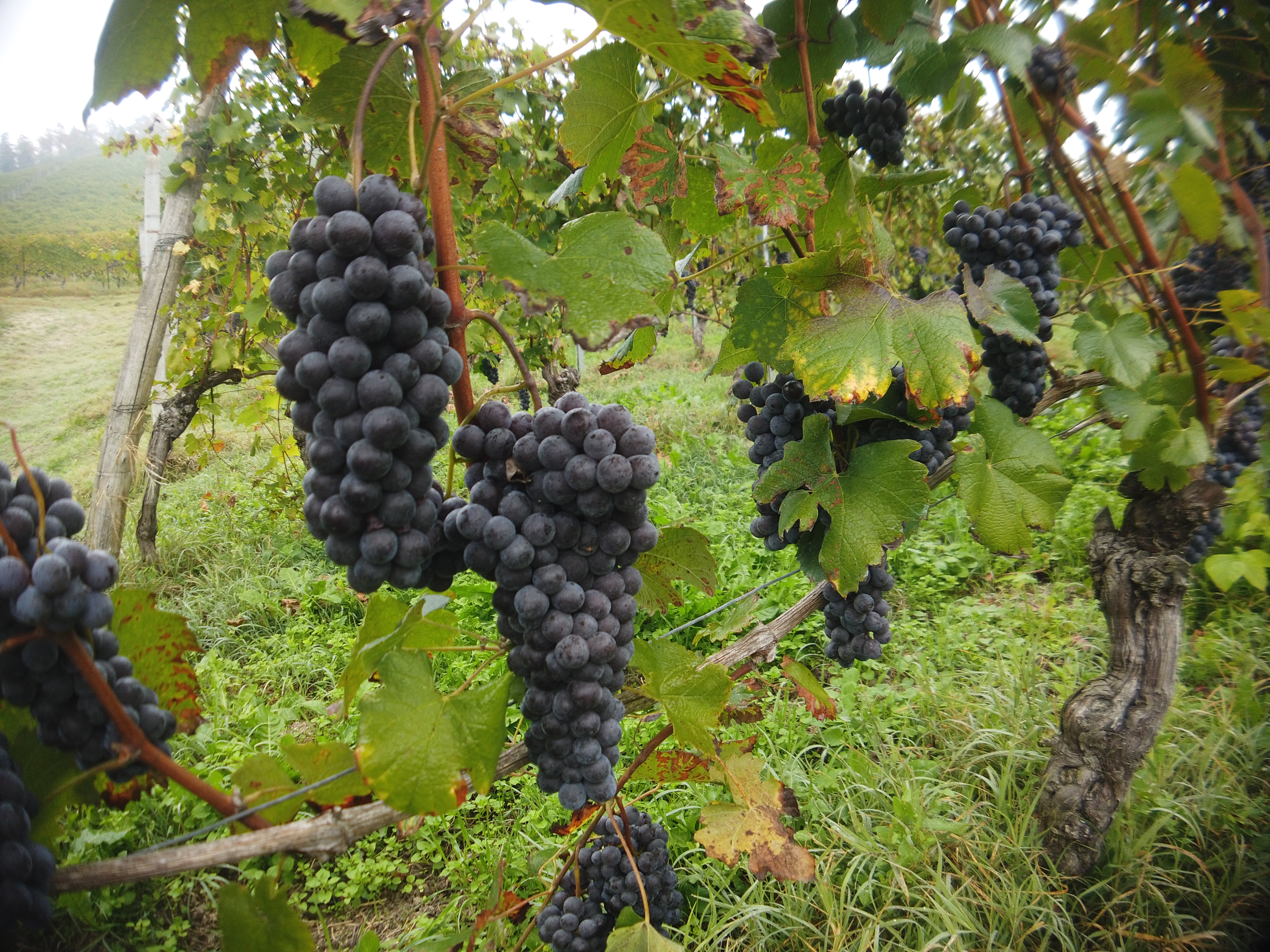 Il Fratino Alba