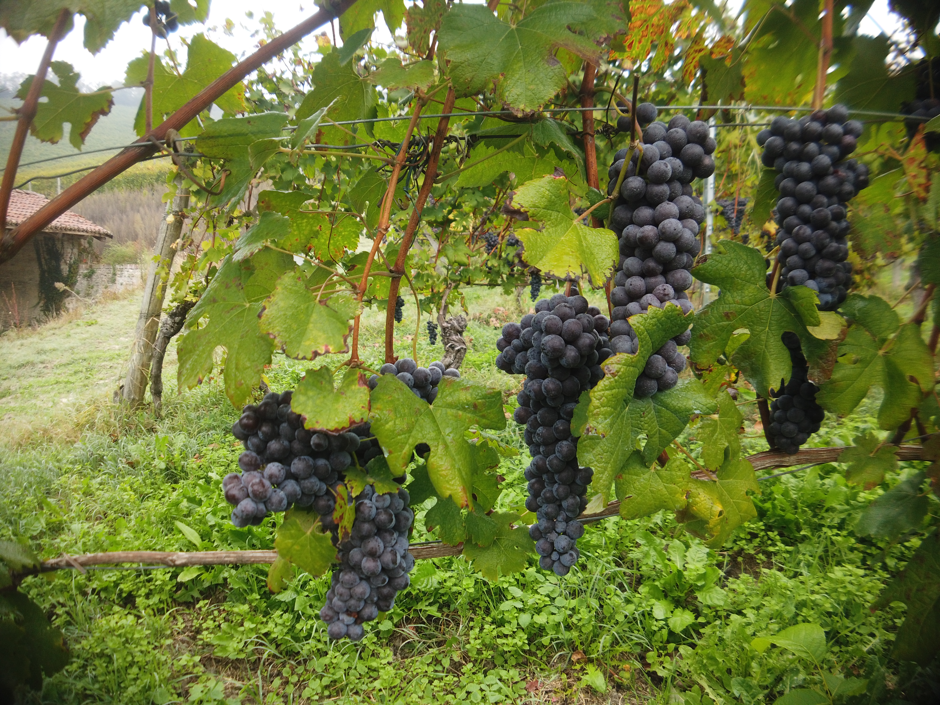 Il Fratino Alba