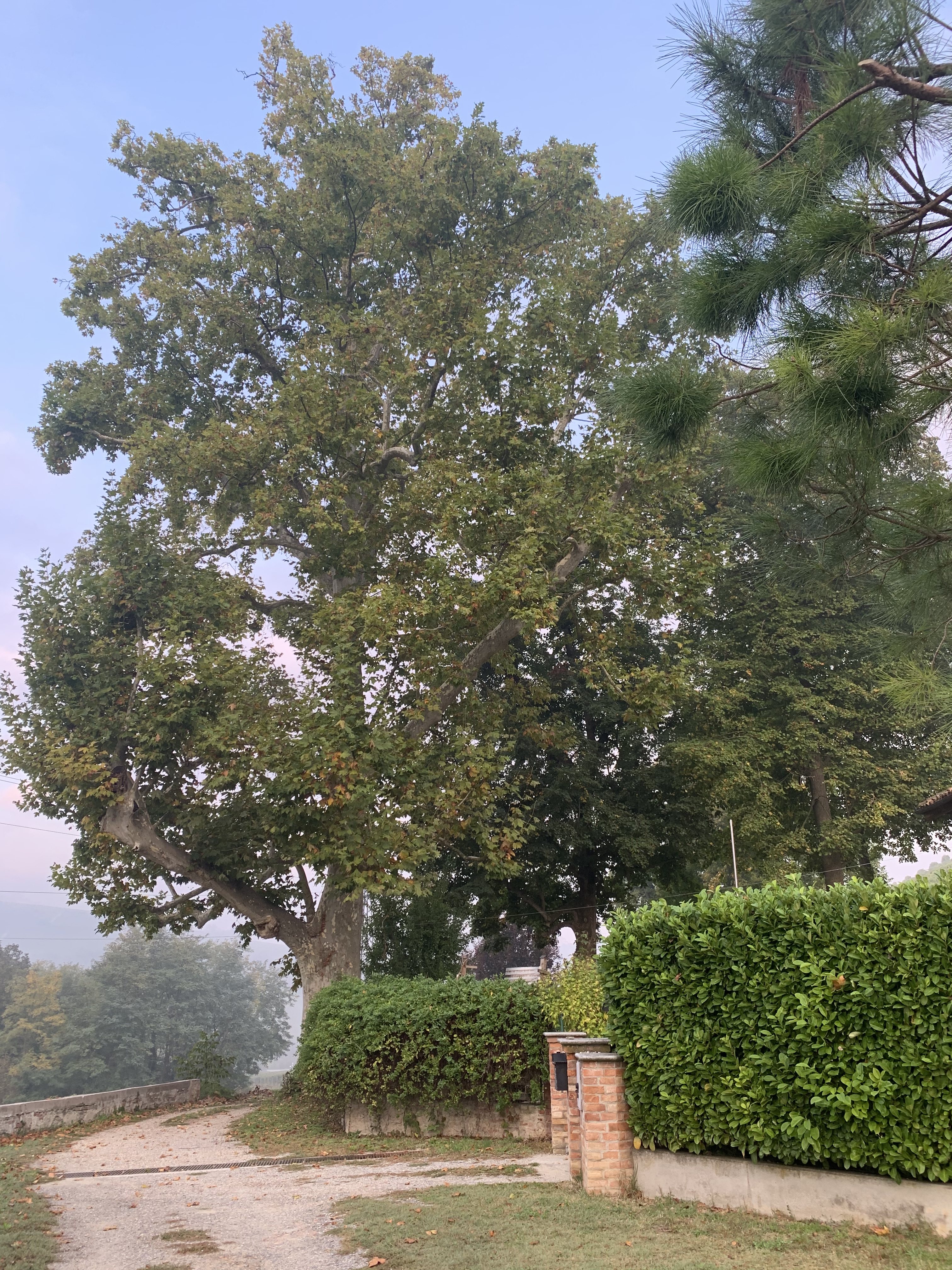 Il Fratino Alba