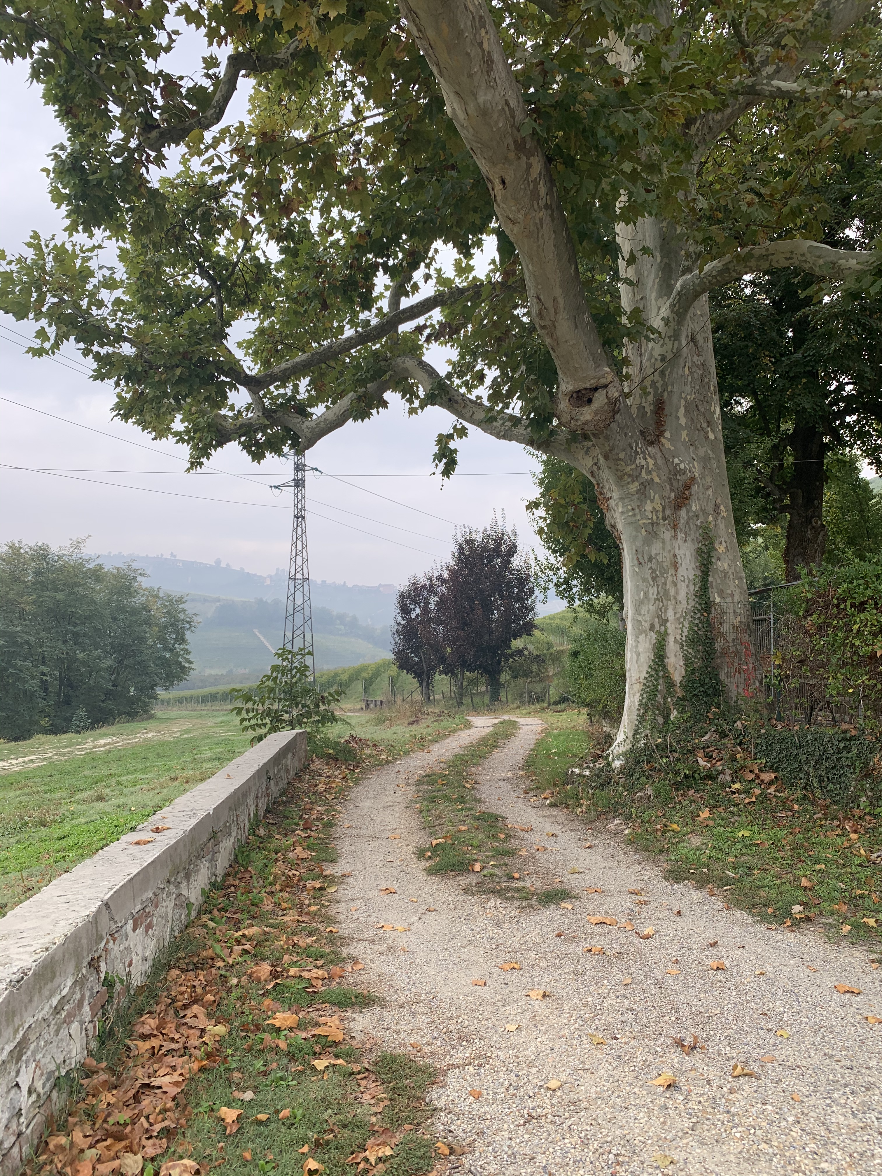 Il Fratino Alba