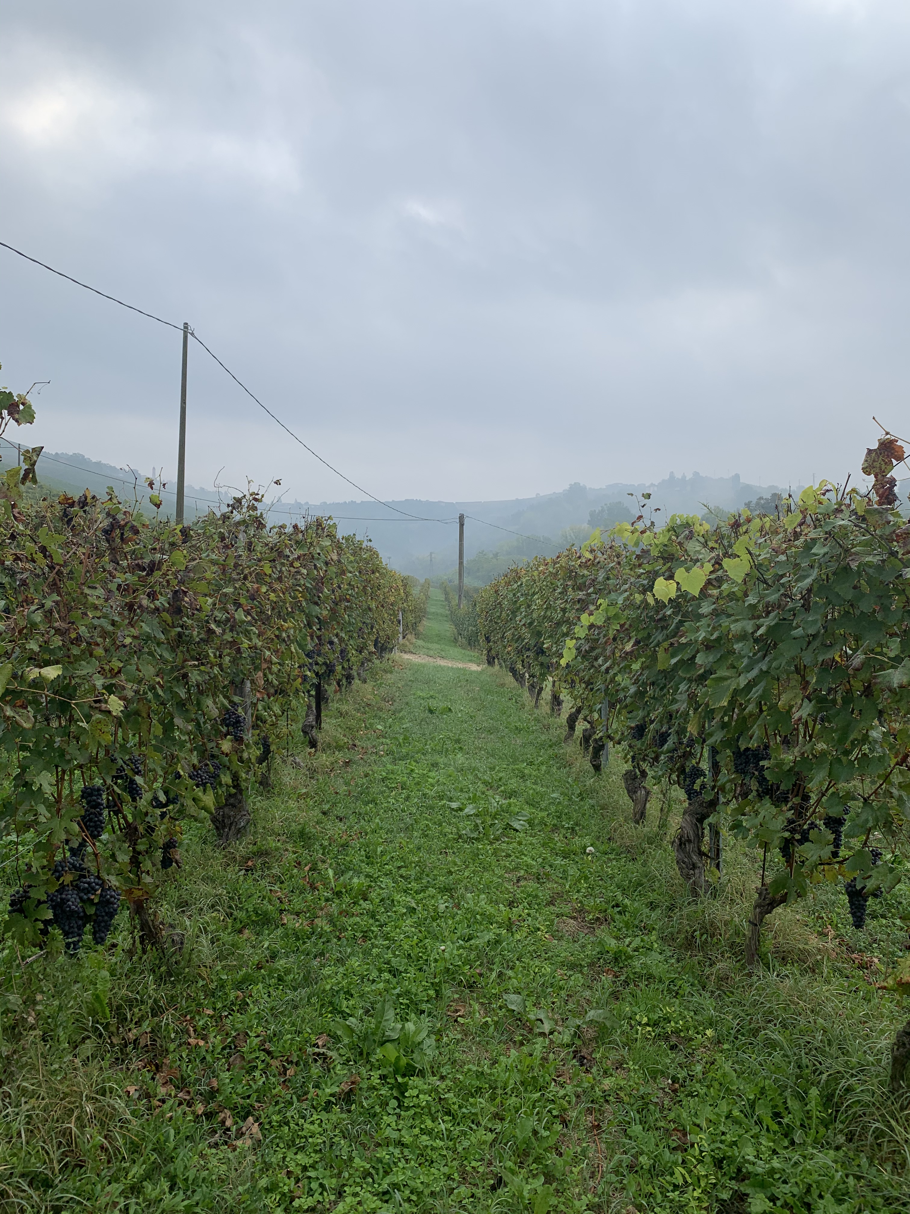 Il Fratino Alba
