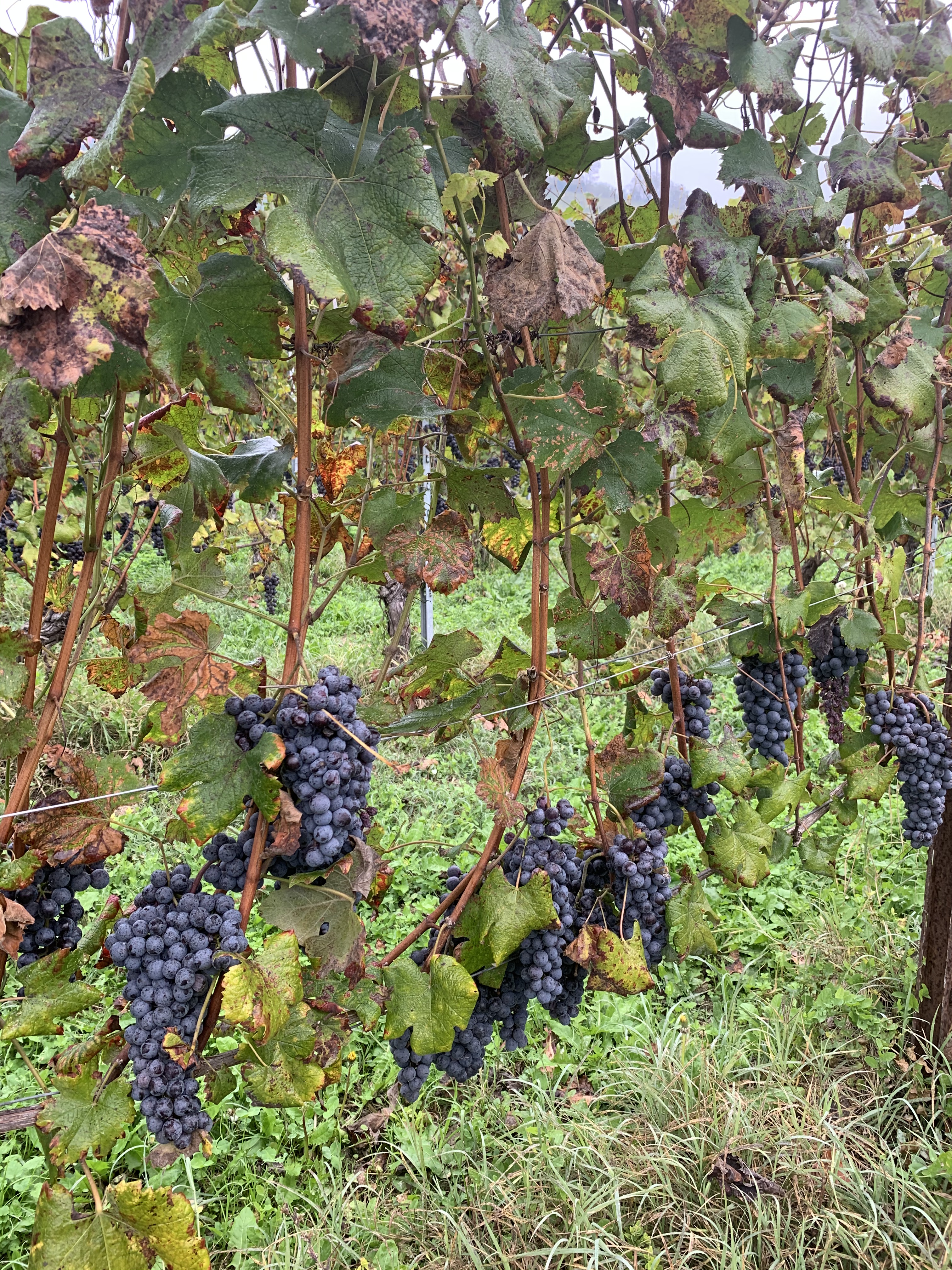 Il Fratino Alba