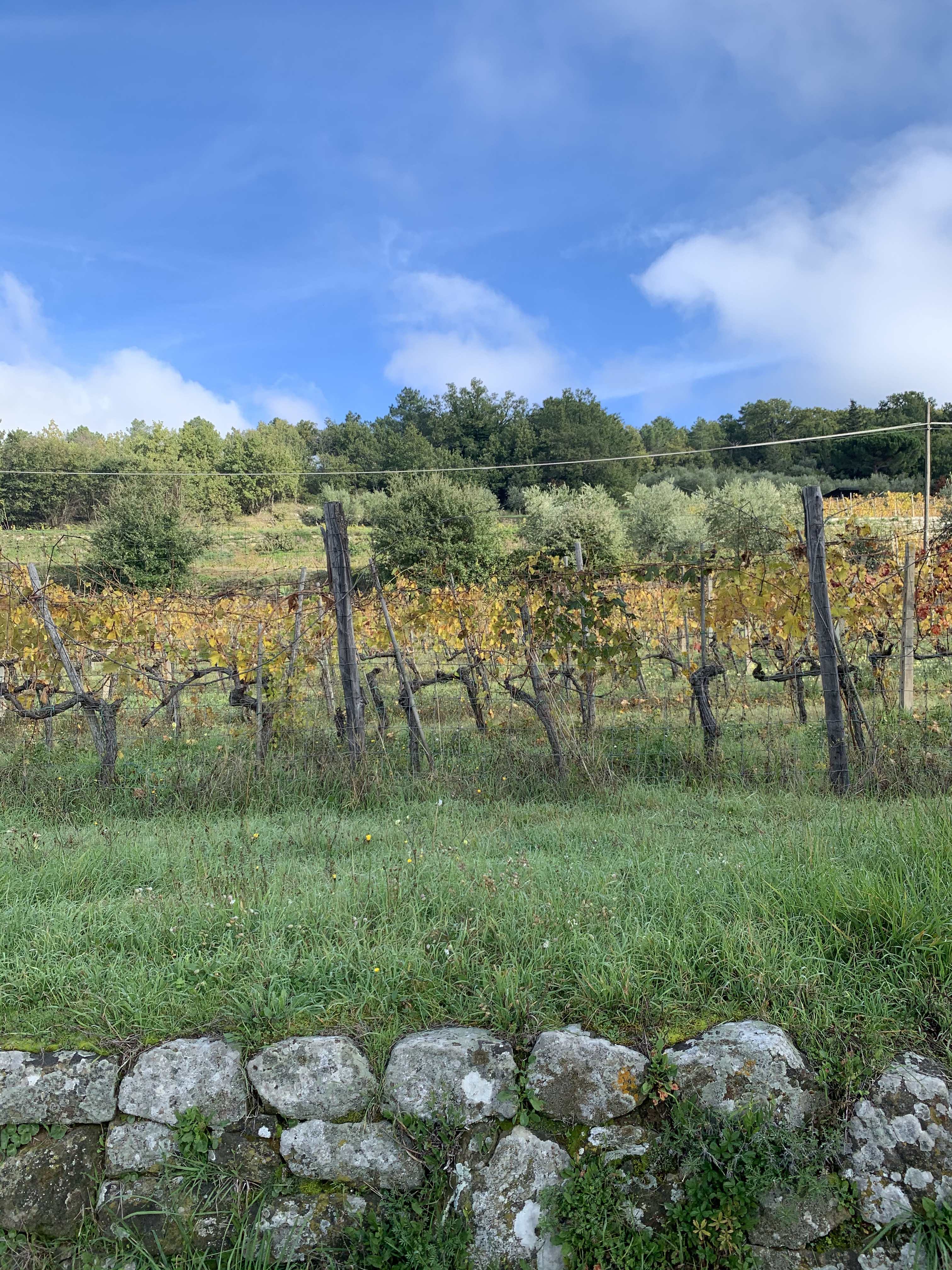 Casole - Greve in Chianti