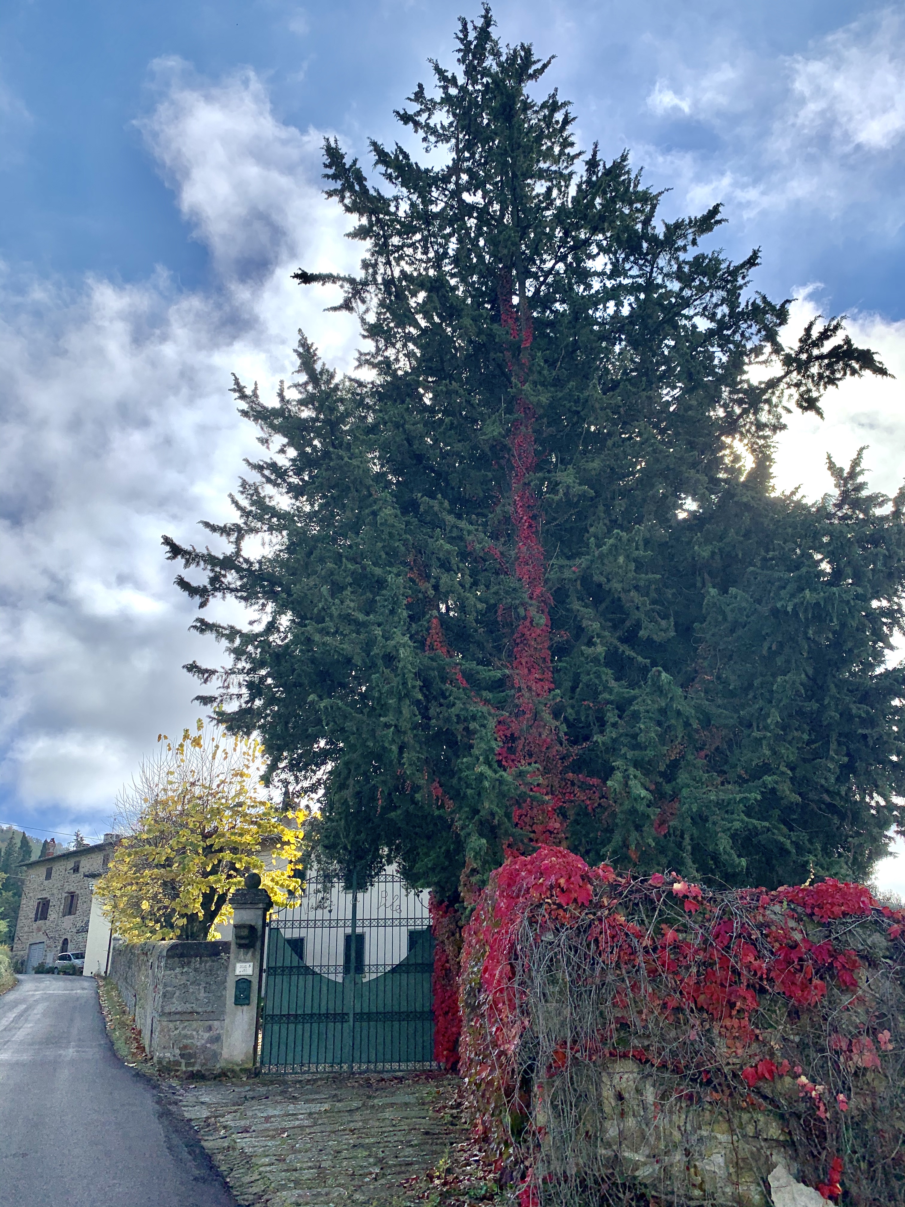 Casole - Greve in Chianti