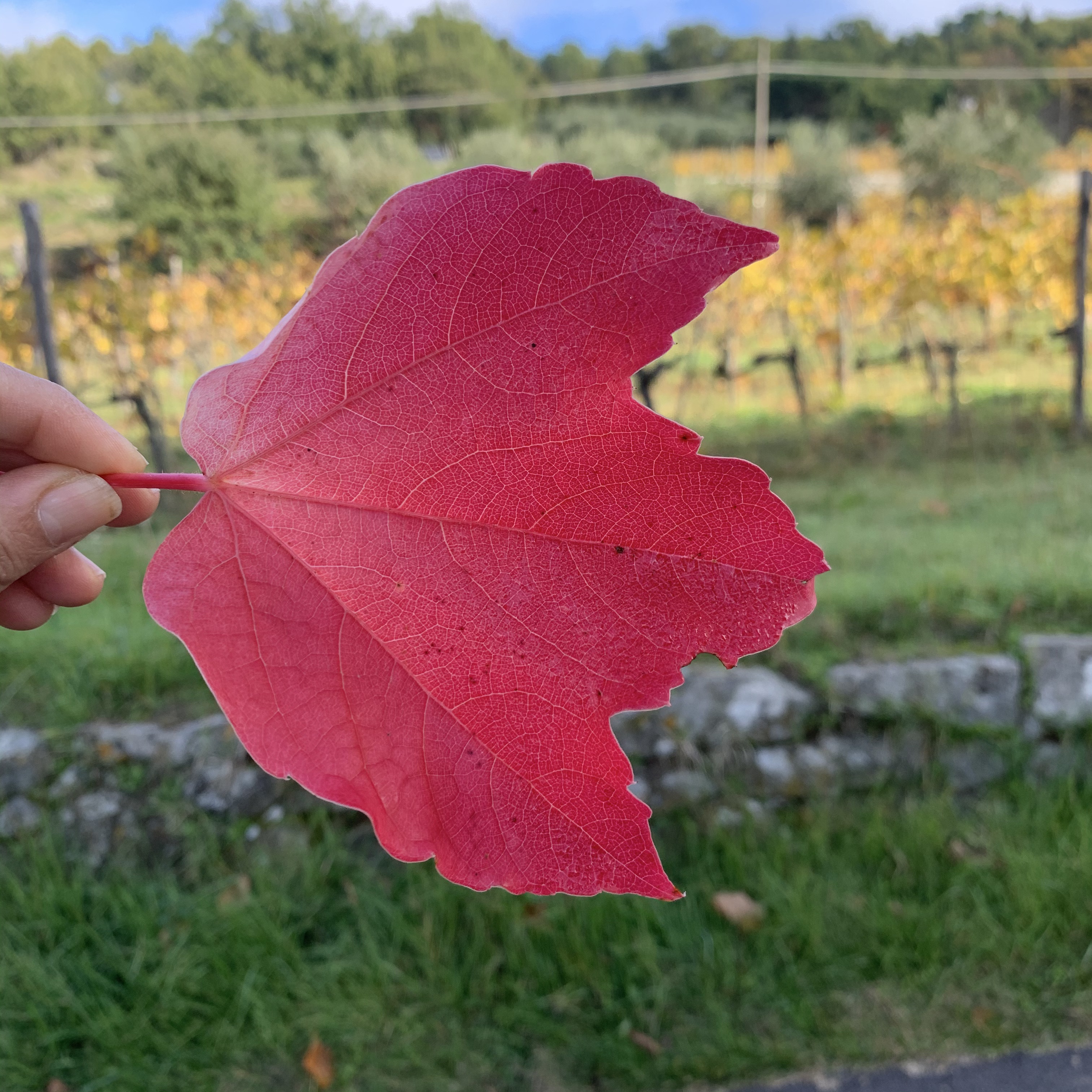 Casole - Greve in Chianti