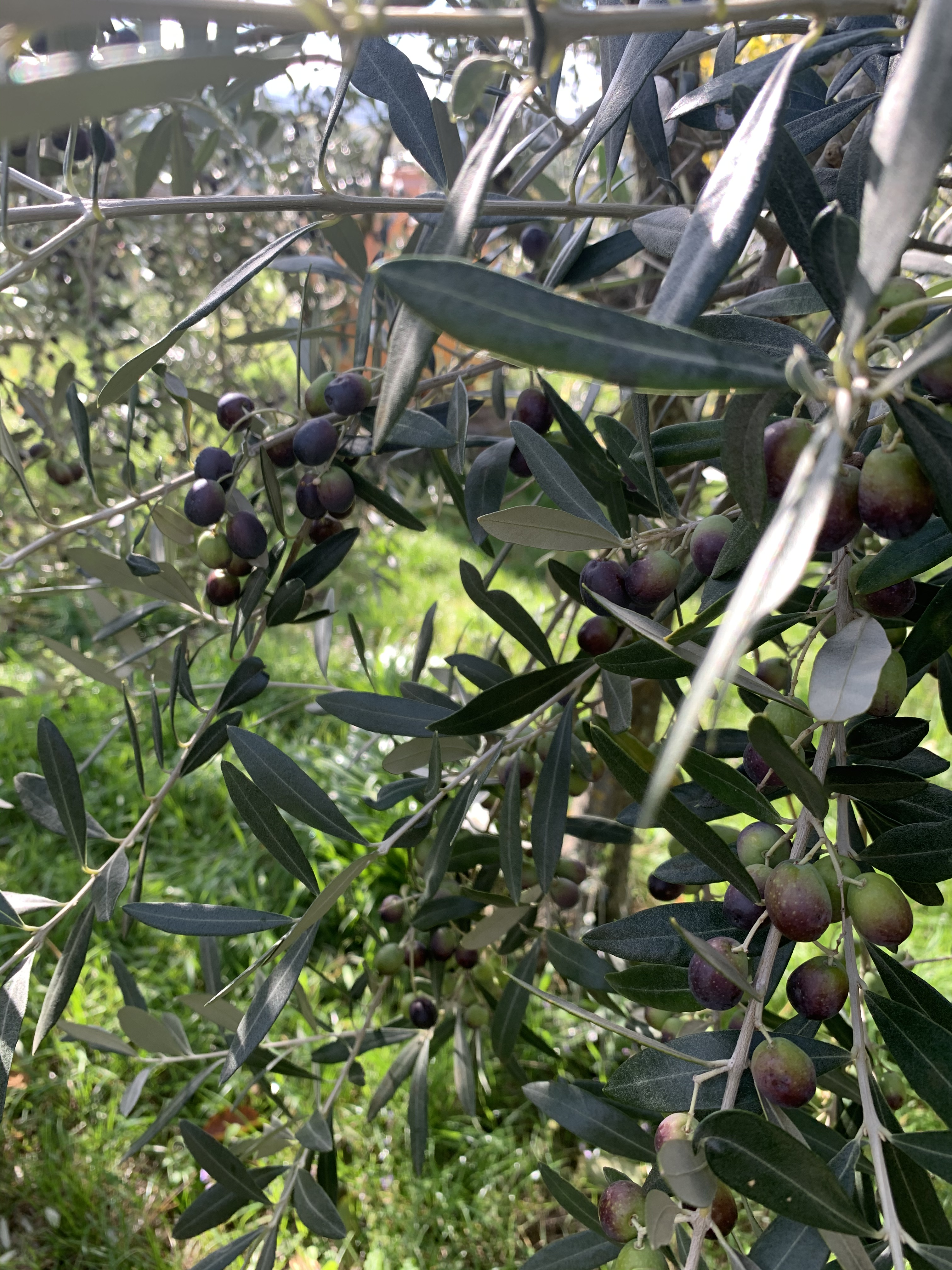 Casole - Greve in Chianti