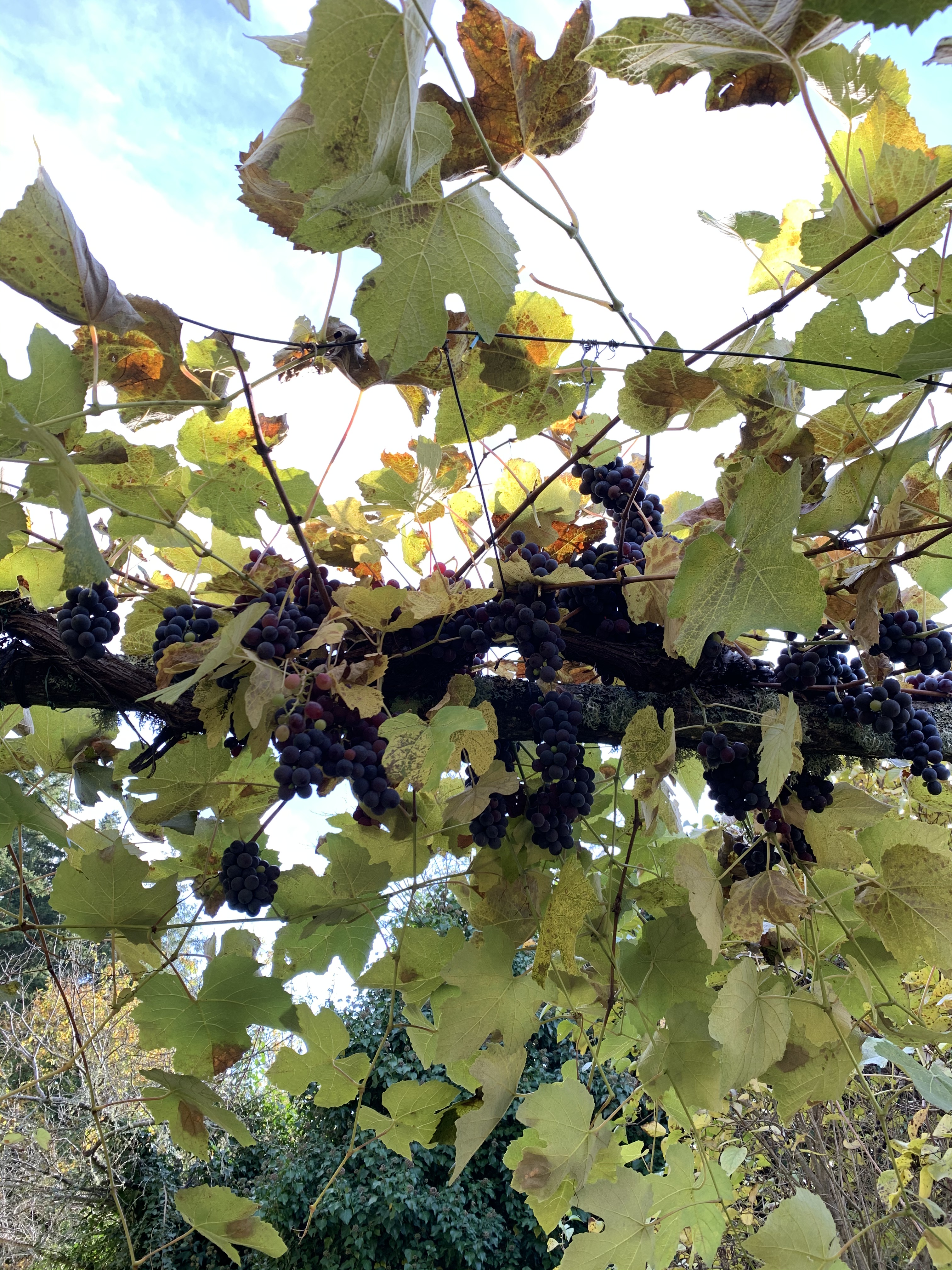 Casole - Greve in Chianti