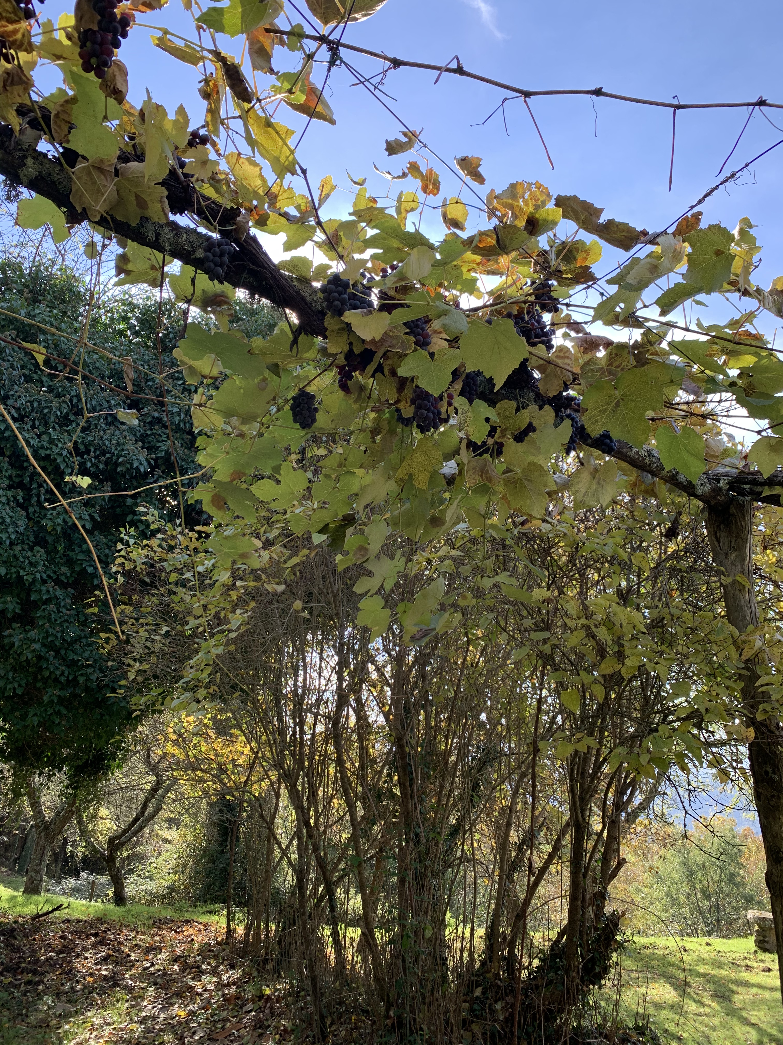 Casole - Greve in Chianti